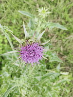 Chardon Marie (photo Mrugala F., Venerieu, mai 2024)(5)